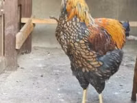 वायंडॉट — फ़ोटो 1
