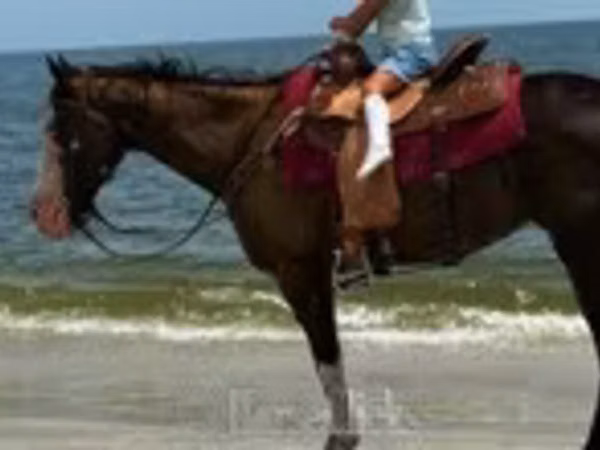 Égua, American paint horse