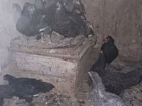 Chickens — ფოტო 3