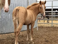 At, Mugalzhar horse — foto 1