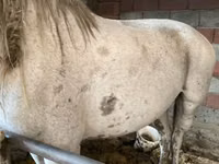 母马, Horses — 照片 2