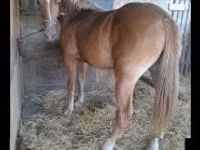 Égua, Haflinger — foto 3