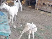 பெண் வெள்ளாடு, Dutch Landrace goats — புகைப்படம் 6