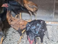 Chickens — foto 1