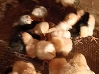 Chickens — foto 3