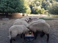 பெண் ஆடு, Tsigai sheep — புகைப்படம் 2
