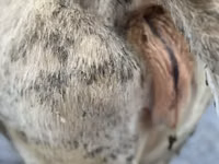 Krowa, Swiss cattle — zdjęcie 3