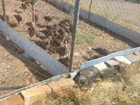 Turkeys — foto 3