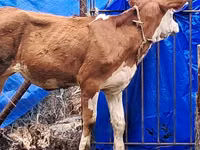 Уй, Симментал тукуму — сүрөт 4