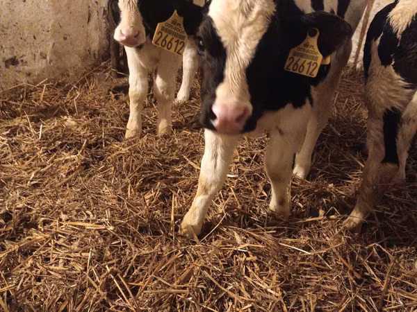 Buqa, Russian Black pied cattle