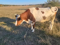 Krowa, Simmental cattle — zdjęcie 1