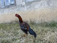 Chickens — foto 2