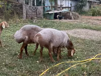Brebis, Arashan sheep — photo 3