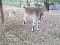 Goat, Goats — photo 3