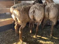 نعجة, Arashan sheep — الصورة 8