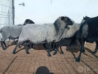 Sheep, Romanov sheep — photo 2