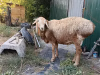 كبش, Rhon sheep — الصورة 1