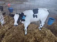 Toro, Raza Holstein — foto 3