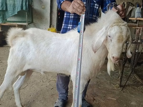 公山羊, Nubian Goat