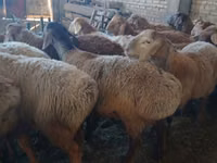 Carneiro, Arashan sheep — foto 2
