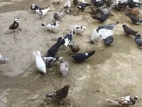 Chickens — zdjęcie 8