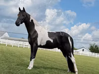 حصان, Tennessee Walking Horse — الصورة 6