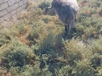 Taka, Damask goat — 3-rasm