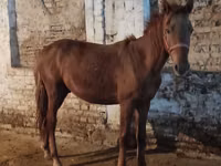 母马, Horses — 照片 2