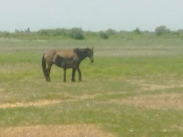 Yegua, Caballos — Azerbaiyán