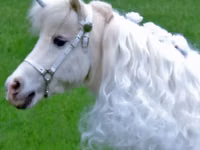 Égua, Miniature horse — foto 8