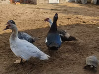 Ducks — foto 6