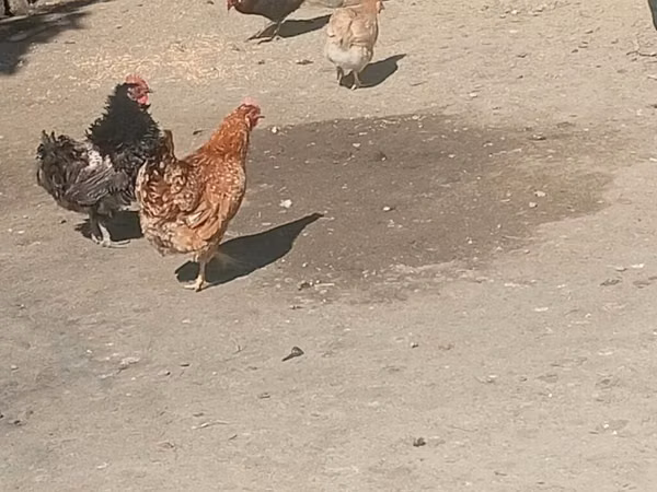 Chickens