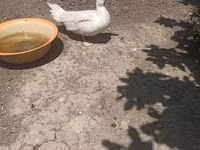 Ducks — foto 1
