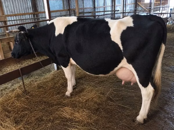 गाय, Russian Black pied cattle
