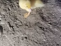 Ducks — Foto 4