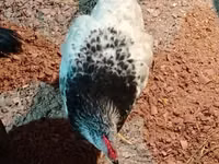 Adler Silver — foto 1