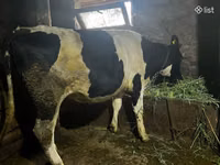 Sigir, Russian Black pied cattle — 5-rasm