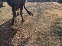 İnək, Broun-dağ — foto 3