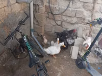 Chickens — الصورة 3