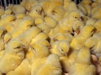 Chickens — புகைப்படம் 6
