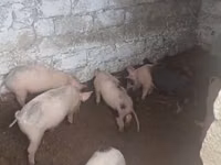 Knur, Świnie — zdjęcie 3