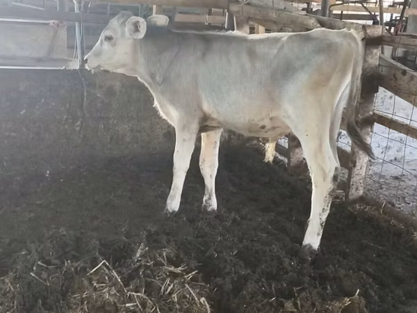 Taureau, Swiss cattle