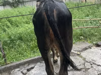 காளை, ஹெரெஃபோர்ட் — புகைப்படம் 6