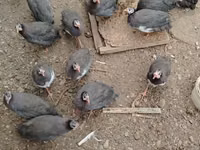 Pearl Grey — foto 2