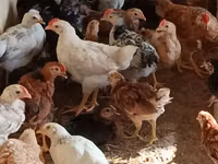 Chickens — zdjęcie 3