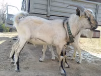 Kozel, Alpine goat — foto 2