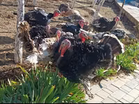 Turkeys — الصورة 5