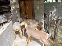 Oveja, Arashan sheep — foto 2