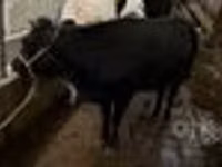 Vaca, Ganado vacuno — foto 6