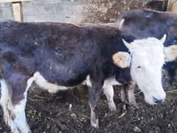 公牛, Russian Black pied cattle — 照片 4